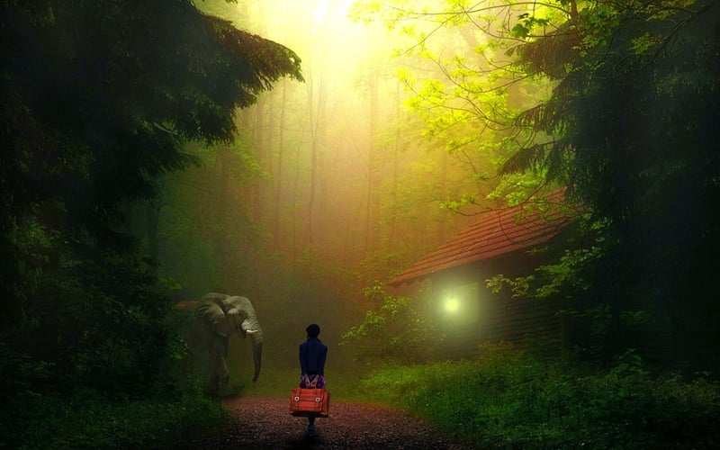Jungle Walks
