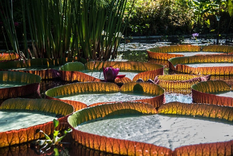 Scenic Floats