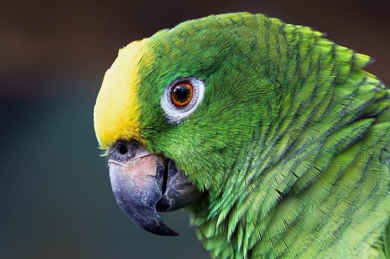 Amazon River Safari