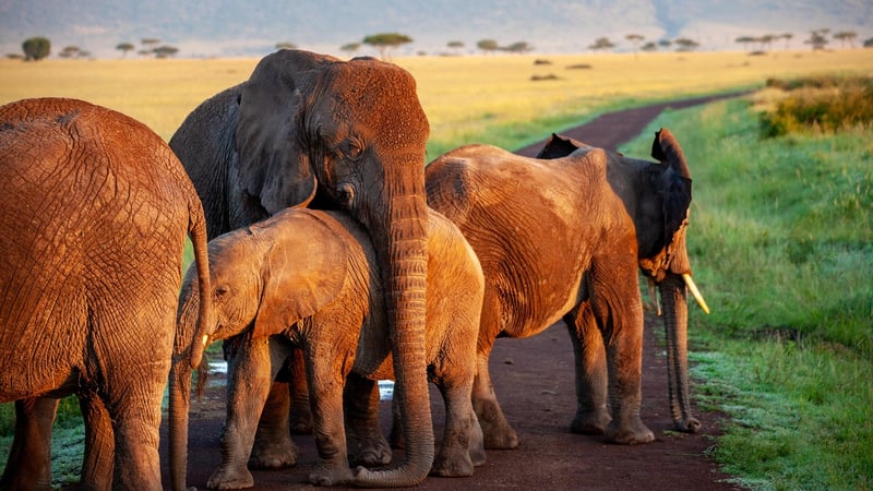 Elephants at Sunset